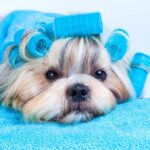 Shih tzu dog hair style with curlers and towels. On white background.